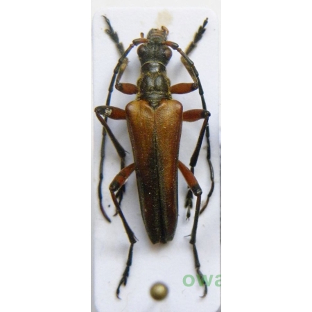Stenocorus meridianus (Linnaeus, 1758) male Łucznik korzeniowiec